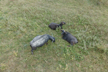 Aerial view - Water buffalo grazing in the reeds. Orlovka village, Reni raion, Odessa oblast,...