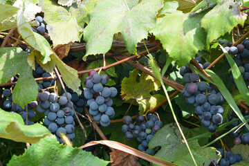 Concord Grapes in Vineyard for Wine and Juice Flavorful Green & Purple Organic Fruit on the Vine Jam & Jelly