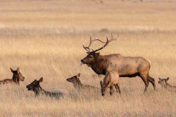 Elk Rut in Rocky Mountain National Park