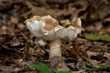 Pilz 
