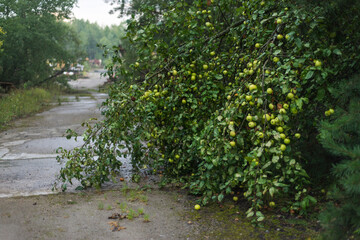 Radioactive apples grow in Chernobyl exclusion zone