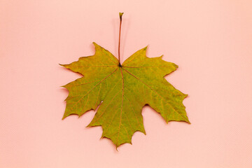 In the horizontal photo, a maple leaf with different colors lies on a pink background in the center