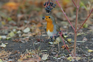 robin on a branch