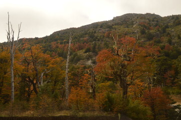 Obraz premium Autumn hiking in the mountains and lake district of San Martin de Andes in Argentina