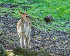 Fallow deer in the sauvage wild