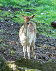 Fallow deer in the sauvage wild