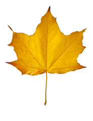 Yellow maple leaf as an autumn symbol. Isolated on white.