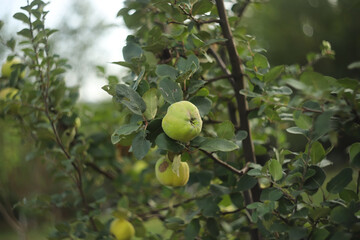 Quince fruits on a tree, Cydonia oblonga
