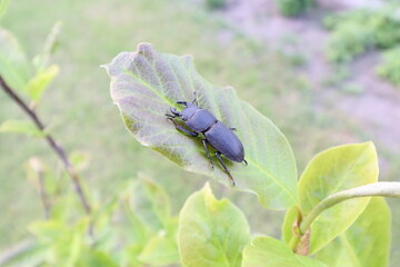 Big beetle on the leaf