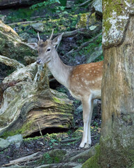 Fallow deer in the sauvage wild