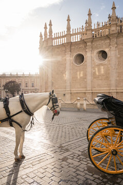 Horse and Carriage Waiting with Alcazar of Seville in Background
