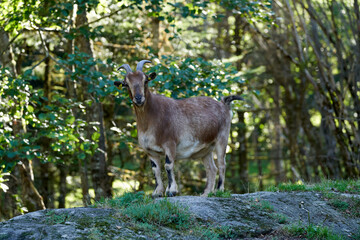 Mountain goat in the sauvage wild