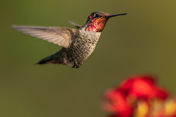 Hummingbird flying, flapping its wings in flight.