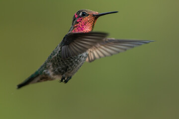 Hummingbird flying, flapping its wings in flight.