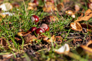Chestnuts in a green wrapper are grazed in the grass.