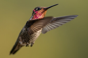 Hummingbird flying, flapping its wings in flight.