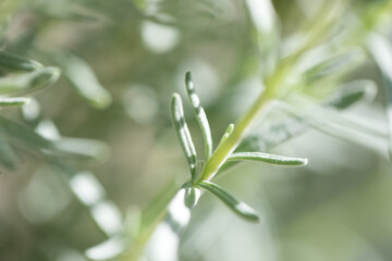 Close up of flowers with blurred background