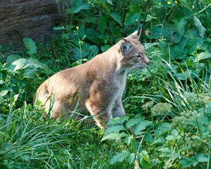 Lynx n the sauvage wild