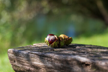 Chestnuts in a green container lie on a wooden bench. The background is green with nice bokeh.
