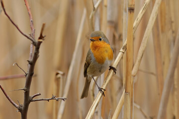 Obraz premium robin on branch