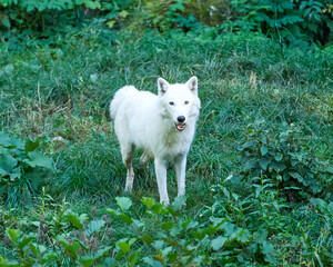 Wolf in the sauvage wild