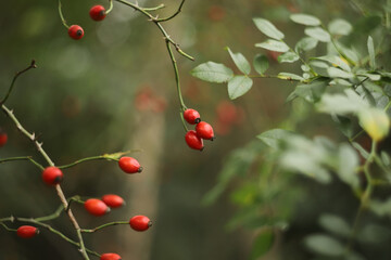 Red berries on a branch