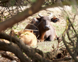 Buffalo in the sauvage wild