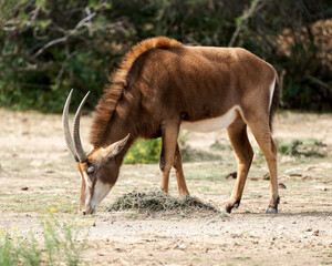 Animals in the sauvage wild