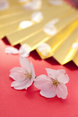 Fototapeta na wymiar 桜の花びらと金扇子
