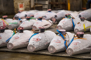 Frozen Tuna fish at an auction on Japanese fish market