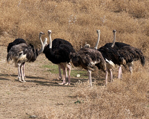 Herd of ostriches in the sauvage wild