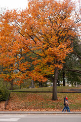 Central Park - New York City - Fall