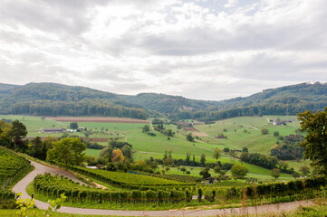 Obraz premium Muttenz, Rebberg, Weinberg, Rebstock, Weinrebe, Rebe, Vitis vinifera, Herbst, Herbstwanderung, Weinernte, Wein, Baselland, Wartenberg, Schweiz
