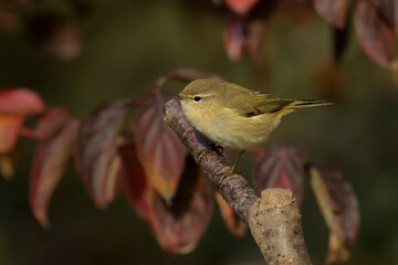 robin on a branch