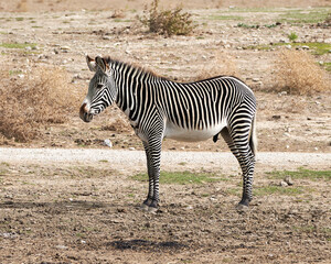 Obraz na płótnie Canvas Zebras in the sauvage wild