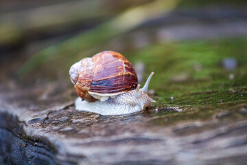 Weinbergschnecke 