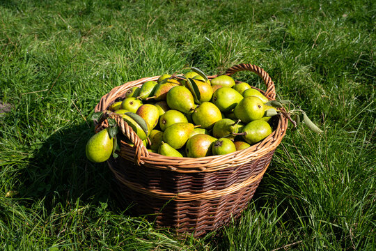 Obsternte - Korb mit frisch geernteten Birnen auf einer Obstbaumwiese., landwirtschaftliches Symbolfoto.