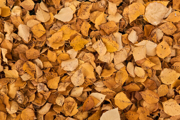background - autumn fallen yellow aspen leaves