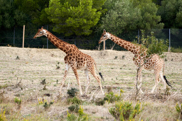 Giraffe in the sauvage wild