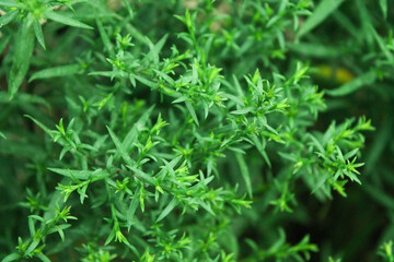 Green grass close up. Grass texture top view.