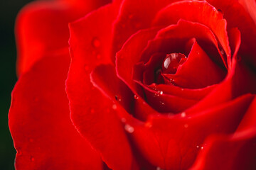 Macro shot of a beautiful red rose petals covered with rain drops