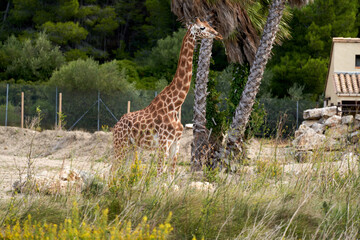 Fototapeta premium Giraffe in the sauvage wild