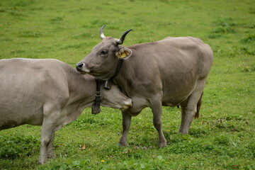 Naklejka na ściany i meble Kühe auf der Almweide