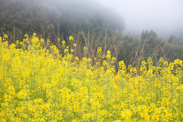 雨上がり菜の花畑