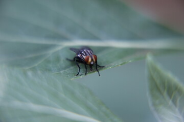 Fototapeta premium Nature