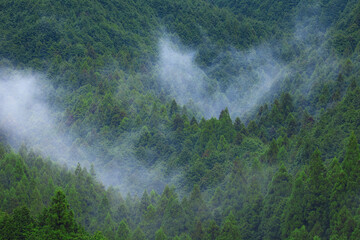 雨上がりの杉山
