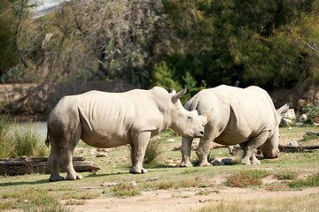 Fototapeta premium Rinho in the sauvage wild