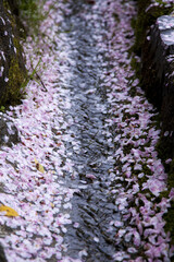 散った桜の花びらが流れる溝