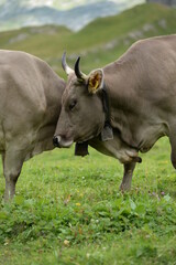 K&uuml;he auf der Almweide