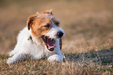 Funny happy jack russell terrier pet dog smiling, laughing, yawning in the grass